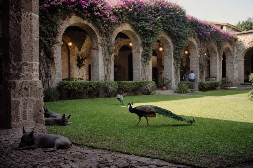 Formal hacienda gardens at Museo Dolores Olmedo with peacocks on a green lawn and colonial arches behind